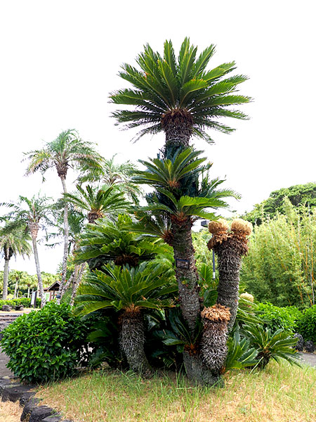 蘇鉄-植物公園（夏